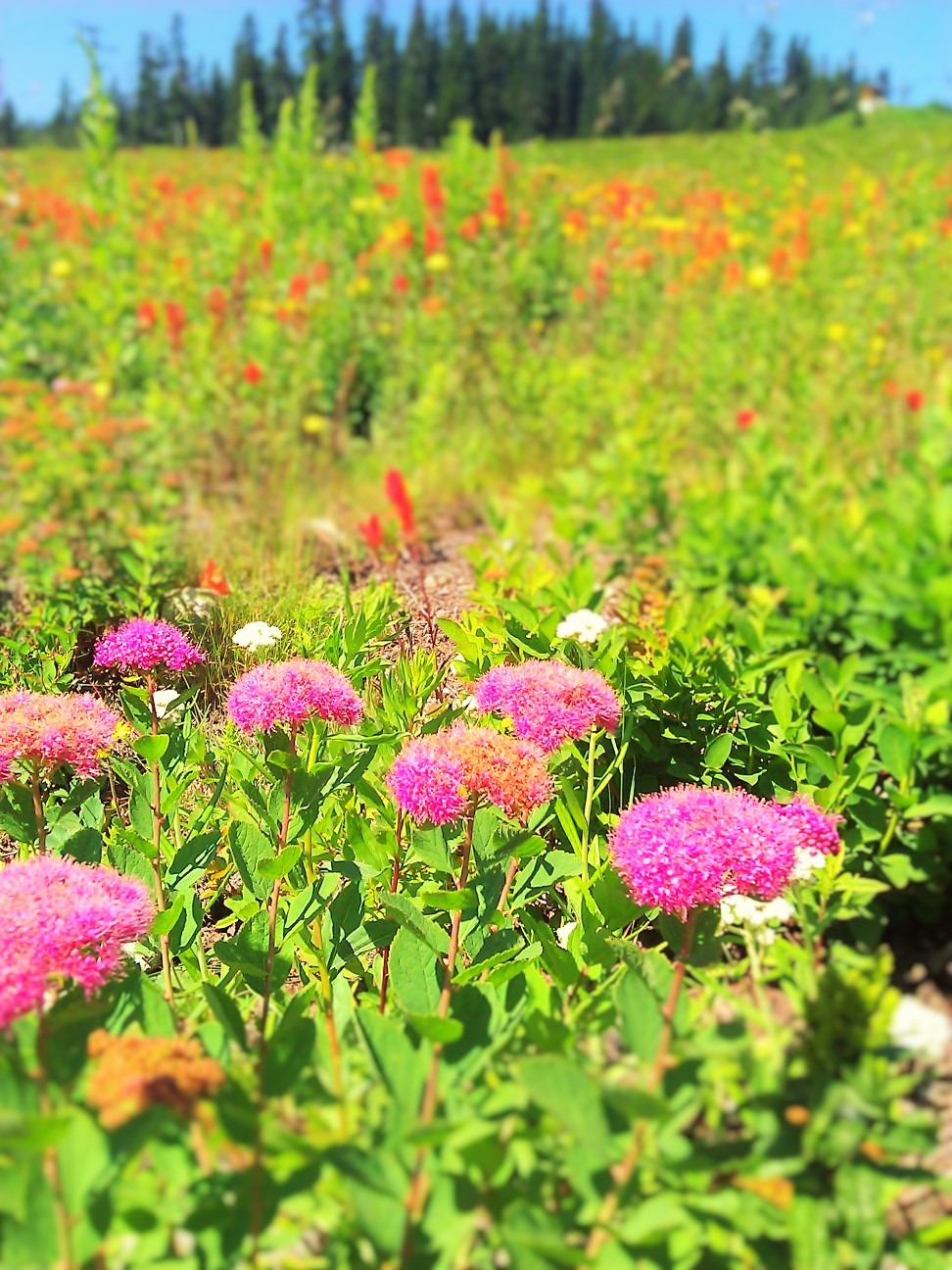 SnoqualmieFlowers